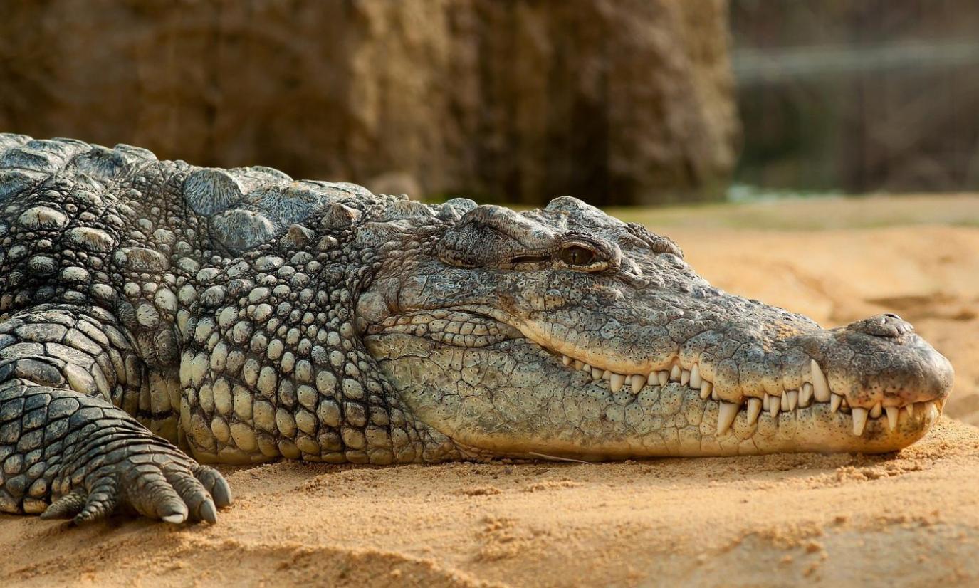 Nilkrokodil